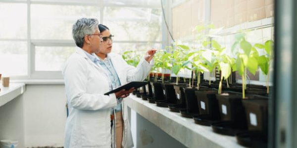 Where to Get the Freshest Vegan Sushi in India